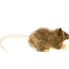 Bruine rat Hansa