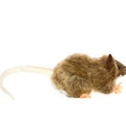 Bruine rat Hansa