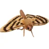 Hansa Creation beige mot