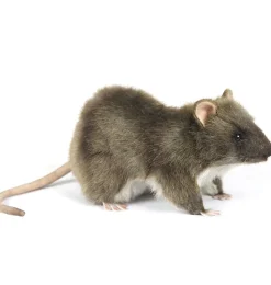 Hansa Creation bruine rat 19 cm