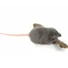 Hansa rat grijs