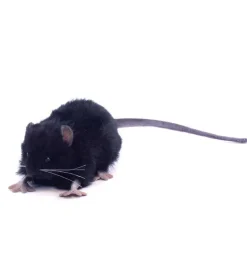 zwarte Hansa knuffelrat