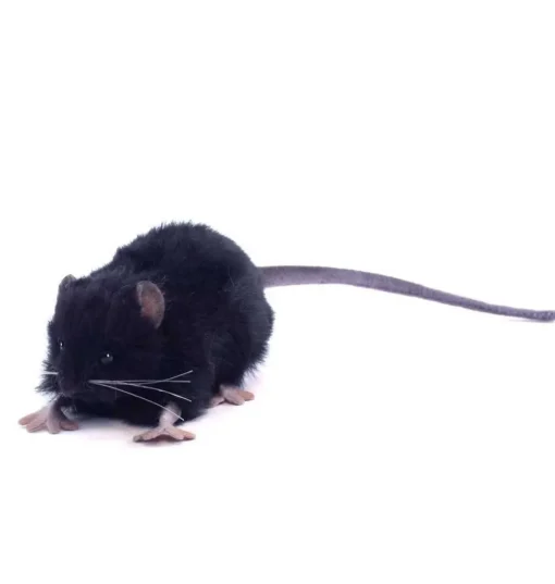 zwarte Hansa knuffelrat